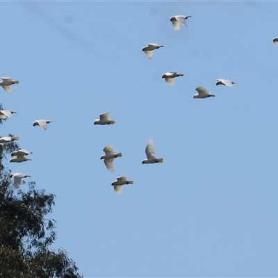 Cacatua sanguinea (Little Corella) at Baranduda, VIC - 14 Sep 2024 by KylieWaldon