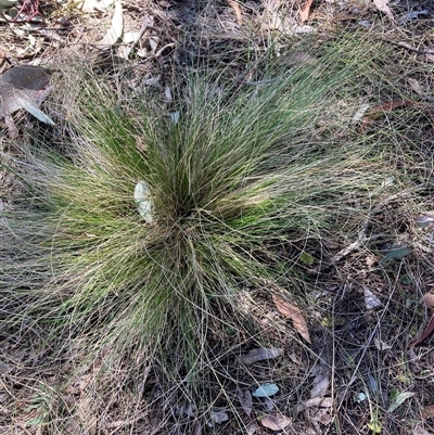 Nassella trichotoma (Serrated Tussock) at Watson, ACT - 13 Sep 2024 by waltraud