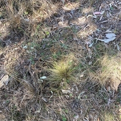 Nassella trichotoma at Watson, ACT - 13 Sep 2024 11:42 AM