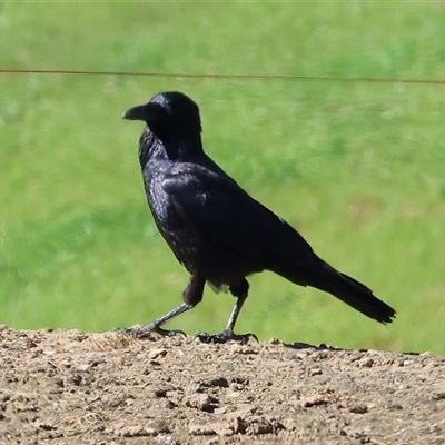 Corvus mellori (Little Raven) at Baranduda, VIC - 15 Sep 2024 by KylieWaldon