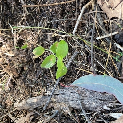 Asparagus asparagoides (Bridal Creeper, Florist's Smilax) at Watson, ACT - 13 Sep 2024 by waltraud