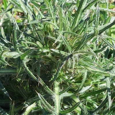 Cirsium vulgare (Spear Thistle) at Bandiana, VIC - 15 Sep 2024 by KylieWaldon