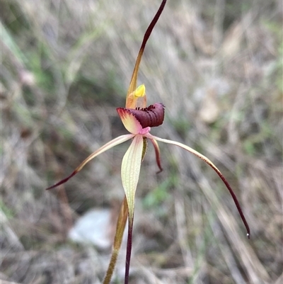 Caladenia whiteheadii by AnneG1