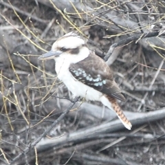 Dacelo novaeguineae (Laughing Kookaburra) at Cooma, NSW - 13 Sep 2024 by mahargiani