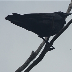 Corvus coronoides (Australian Raven) at Cooma, NSW - 15 Sep 2024 by mahargiani