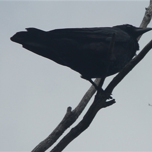 Corvus coronoides at Cooma, NSW - 15 Sep 2024 01:28 PM