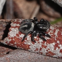 Salpesia sp. (genus) (Salpesia Jumping Spider) at Hall, ACT - 15 Sep 2024 by Anna123