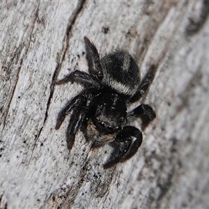 Salpesia sp. (genus) at Hall, ACT - 15 Sep 2024 01:22 PM