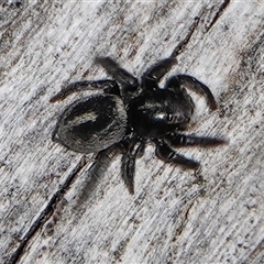 Salpesia sp. (genus) at Hall, ACT - 15 Sep 2024 01:22 PM