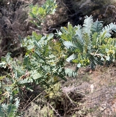 Acacia baileyana (Cootamundra Wattle, Golden Mimosa) at Watson, ACT - 13 Sep 2024 by waltraud