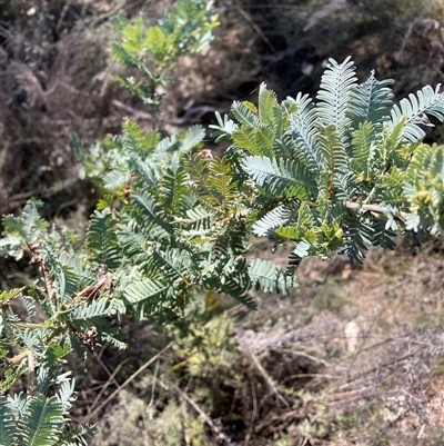 Acacia baileyana (Cootamundra Wattle, Golden Mimosa) at Watson, ACT - 13 Sep 2024 by waltraud