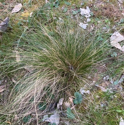 Nassella trichotoma (Serrated Tussock) at Watson, ACT - 13 Sep 2024 by waltraud