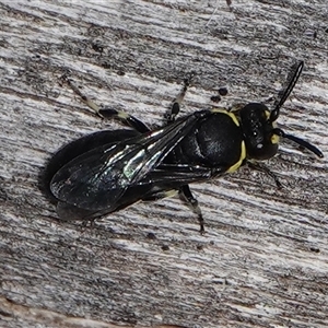 Hylaeus (Gnathoprosopoides) bituberculatus at Hall, ACT - 15 Sep 2024 12:55 PM