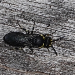 Hylaeus (Gnathoprosopoides) bituberculatus at Hall, ACT - 15 Sep 2024