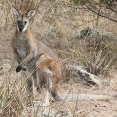 Notamacropus rufogriseus (Red-necked Wallaby) at Cooma, NSW - 15 Sep 2024 by mahargiani