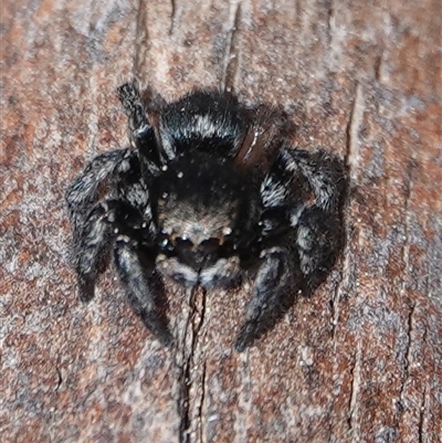 Salticidae (family) at Hall, ACT - 15 Sep 2024 by Anna123