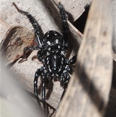 Nyssus albopunctatus (White-spotted swift spider) at Hall, ACT - 15 Sep 2024 by Anna123