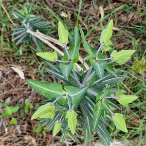 Euphorbia lathyris at Goulburn, NSW - 15 Sep 2024