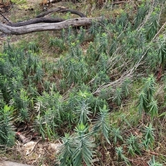 Euphorbia lathyris at Goulburn, NSW - 15 Sep 2024