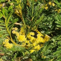 Acacia decurrens (Green Wattle) at Goulburn, NSW - 15 Sep 2024 by trevorpreston