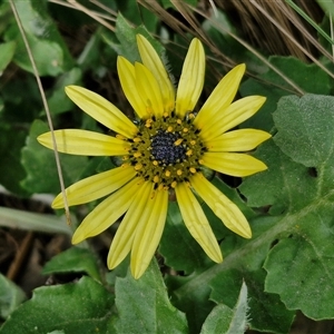 Arctotheca calendula at Goulburn, NSW - 15 Sep 2024