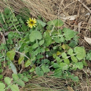 Arctotheca calendula at Goulburn, NSW - 15 Sep 2024 03:45 PM