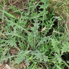 Arctotheca calendula at Goulburn, NSW - 15 Sep 2024 03:45 PM