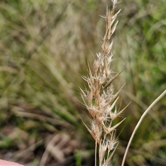 Rytidosperma sp. (Wallaby Grass) at Goulburn, NSW - 15 Sep 2024 by trevorpreston