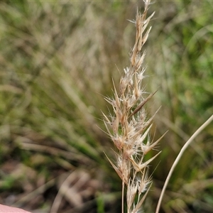 Rytidosperma sp. at Goulburn, NSW - 15 Sep 2024