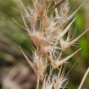 Rytidosperma sp. at Goulburn, NSW - 15 Sep 2024