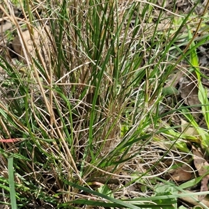 Rytidosperma sp. at Goulburn, NSW - 15 Sep 2024