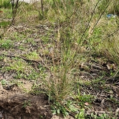 Rytidosperma sp. at Goulburn, NSW - 15 Sep 2024