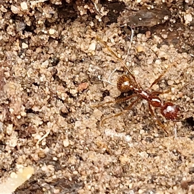 Aphaenogaster longiceps (Funnel ant) at Goulburn, NSW - 15 Sep 2024 by trevorpreston