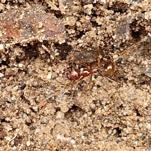 Aphaenogaster longiceps at Goulburn, NSW - 15 Sep 2024 03:40 PM