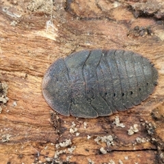 Laxta sp. (genus) (Bark cockroach) at Goulburn, NSW - 15 Sep 2024 by trevorpreston