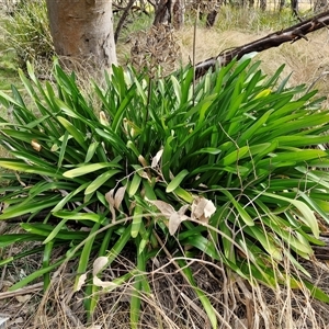 Agapanthus praecox subsp. orientalis at Goulburn, NSW - 15 Sep 2024