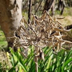 Agapanthus praecox subsp. orientalis at Goulburn, NSW - 15 Sep 2024