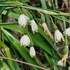 Leucojum aestivum (Summer Snowflake or Snowbell) at Goulburn, NSW - 15 Sep 2024 by trevorpreston