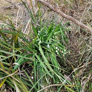 Leucojum aestivum at Goulburn, NSW - 15 Sep 2024