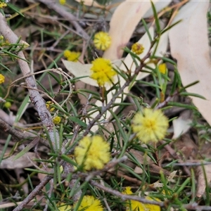 Acacia brownii at Goulburn, NSW - 15 Sep 2024 03:35 PM