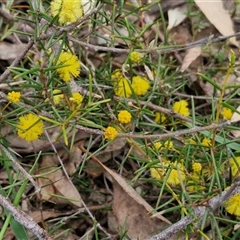 Acacia brownii at Goulburn, NSW - 15 Sep 2024