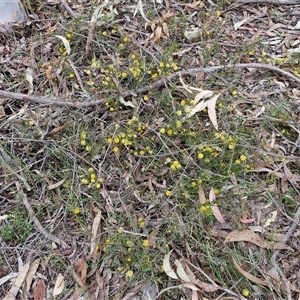 Acacia brownii at Goulburn, NSW - 15 Sep 2024