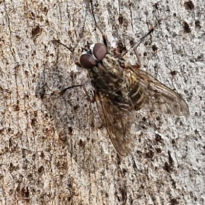 Helina sp. (genus) (Muscid fly) at Goulburn, NSW - 15 Sep 2024 by trevorpreston