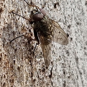 Helina sp. (genus) at Goulburn, NSW - 15 Sep 2024