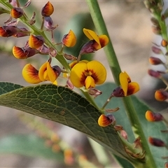 Daviesia latifolia (Hop Bitter-Pea) at Goulburn, NSW - 15 Sep 2024 by trevorpreston