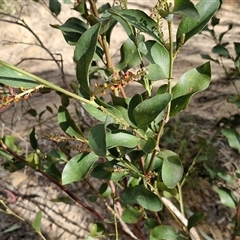 Daviesia latifolia at Goulburn, NSW - 15 Sep 2024 03:32 PM