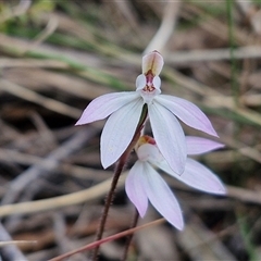 Caladenia fuscata (Dusky Fingers) at Goulburn, NSW - 15 Sep 2024 by trevorpreston