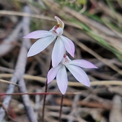 Caladenia fuscata at Goulburn, NSW - 15 Sep 2024