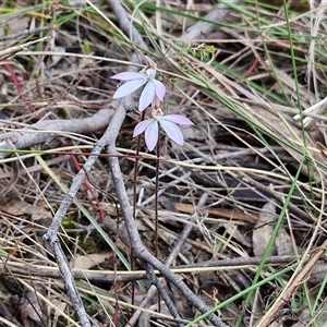 Caladenia fuscata at Goulburn, NSW - 15 Sep 2024