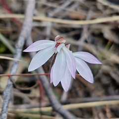 Caladenia fuscata at Goulburn, NSW - 15 Sep 2024